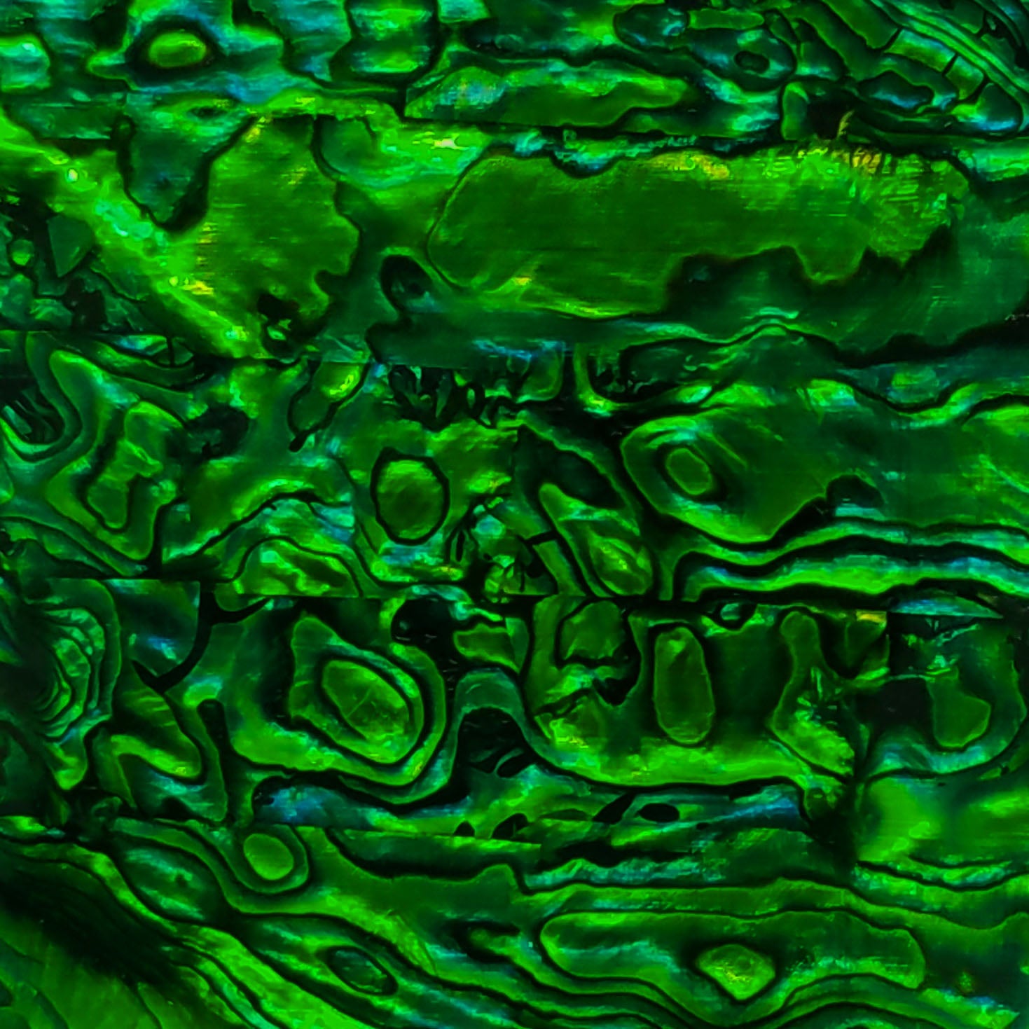Dark Green Paua Abalone Sheet