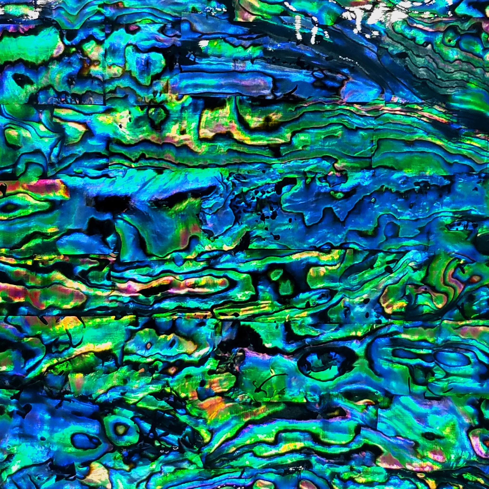 Natural Paua Abalone Sheet