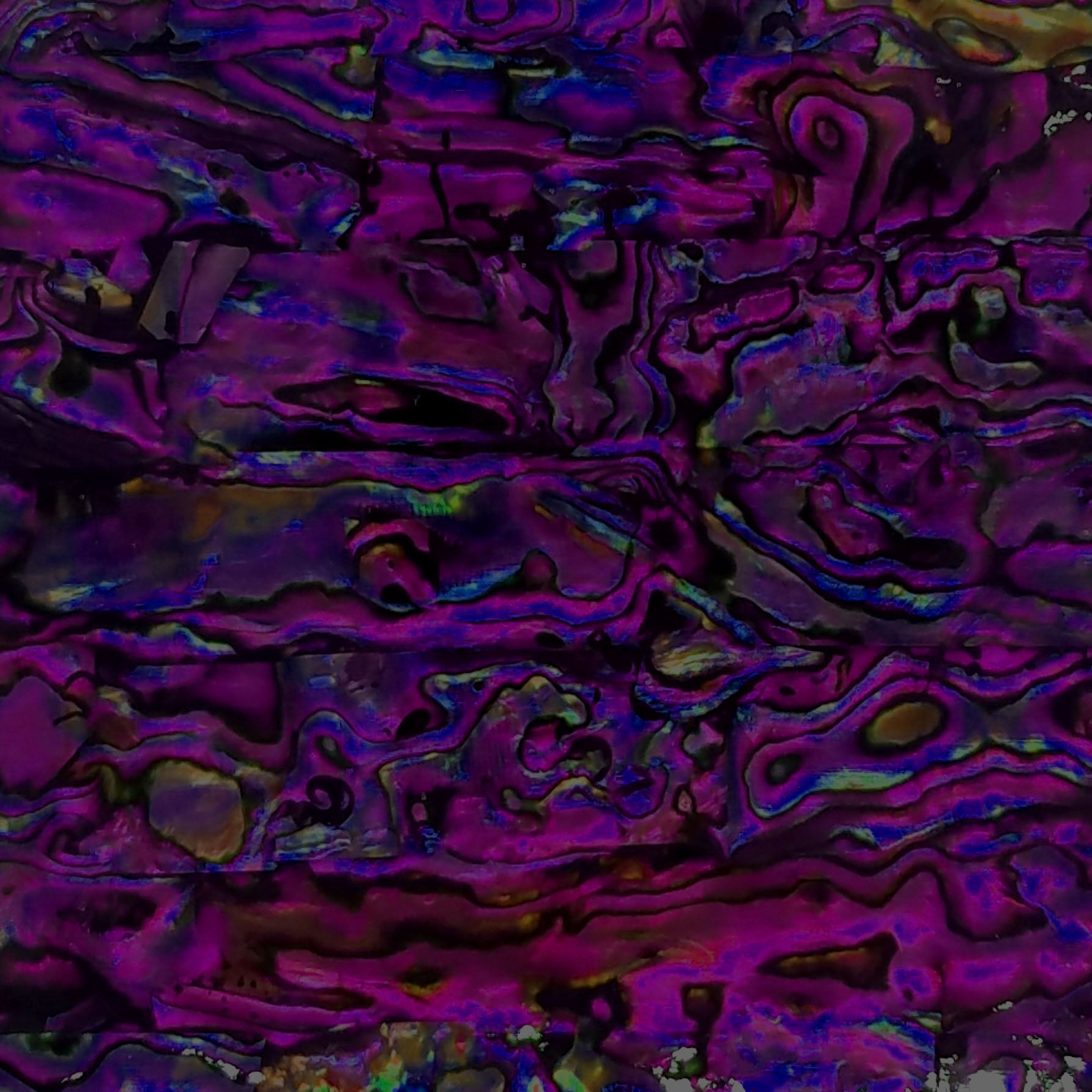 Purple Paua Abalone Sheet