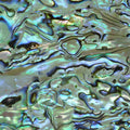 Silver Paua Abalone Sheet