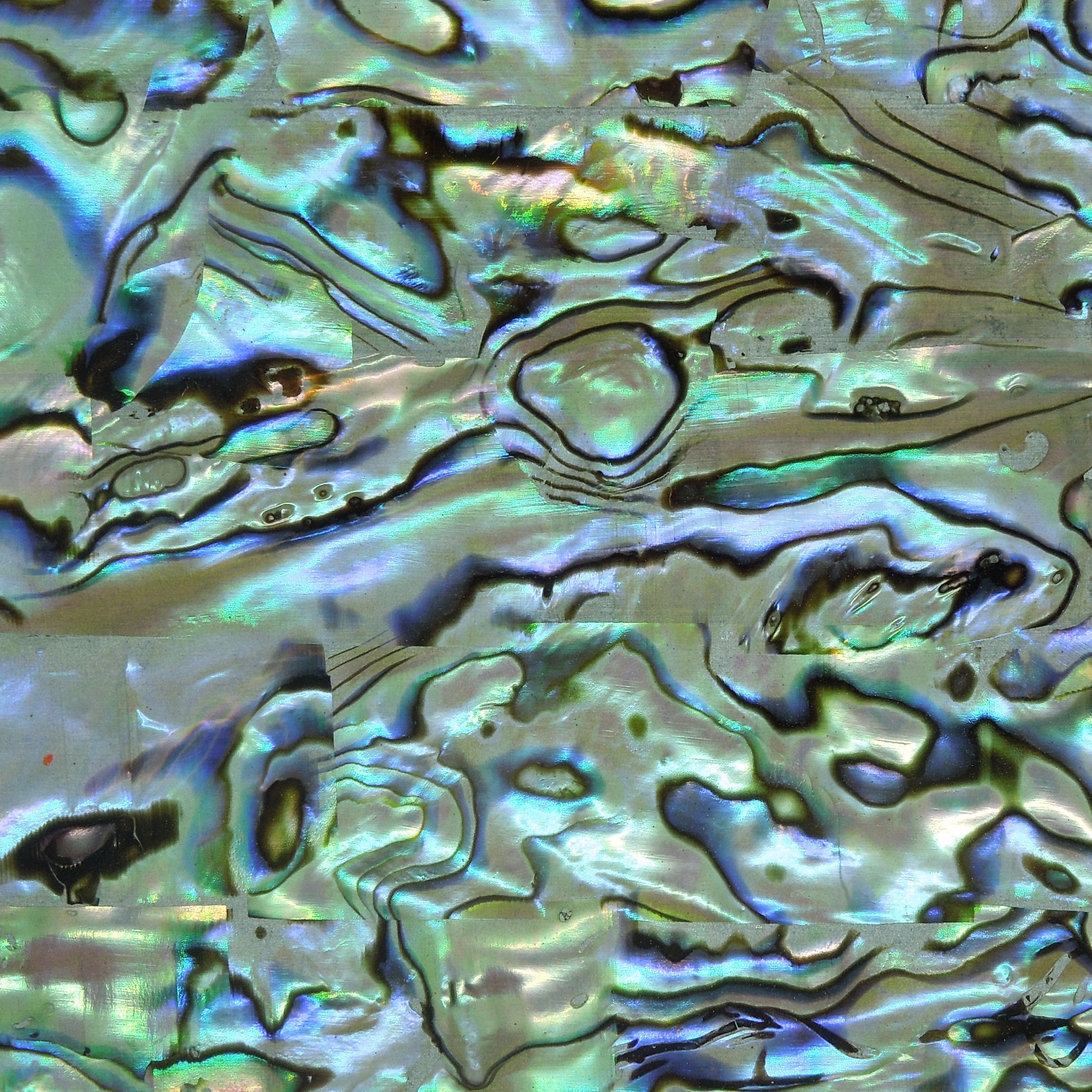 Silver Paua Abalone Sheet