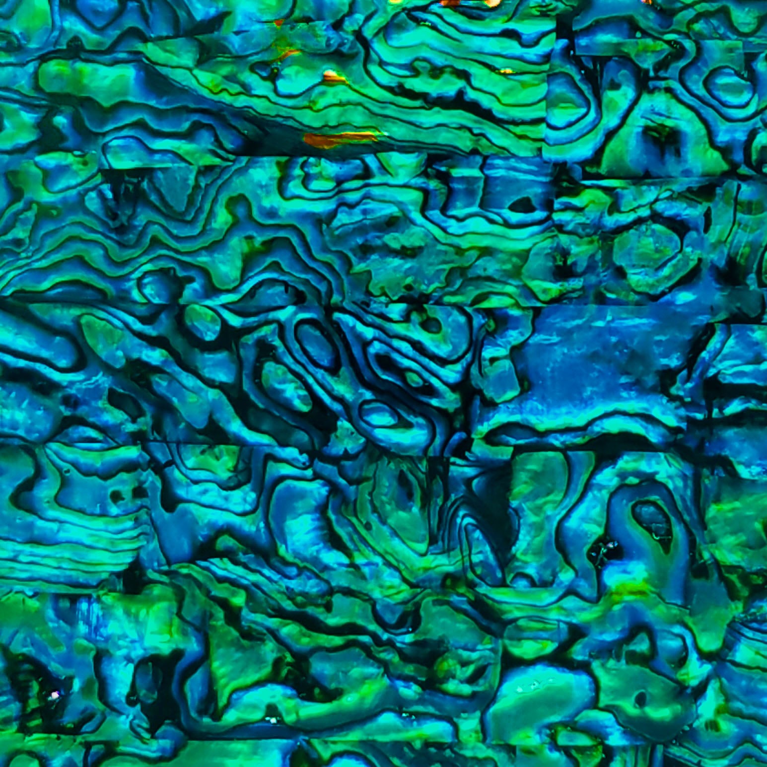 Teal Blue Paua Abalone Sheet