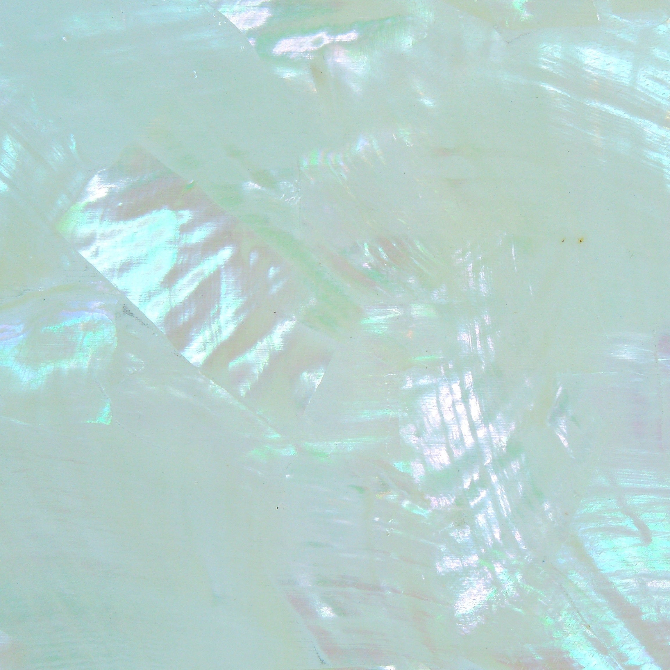White Angel Wing Abalone Sheet