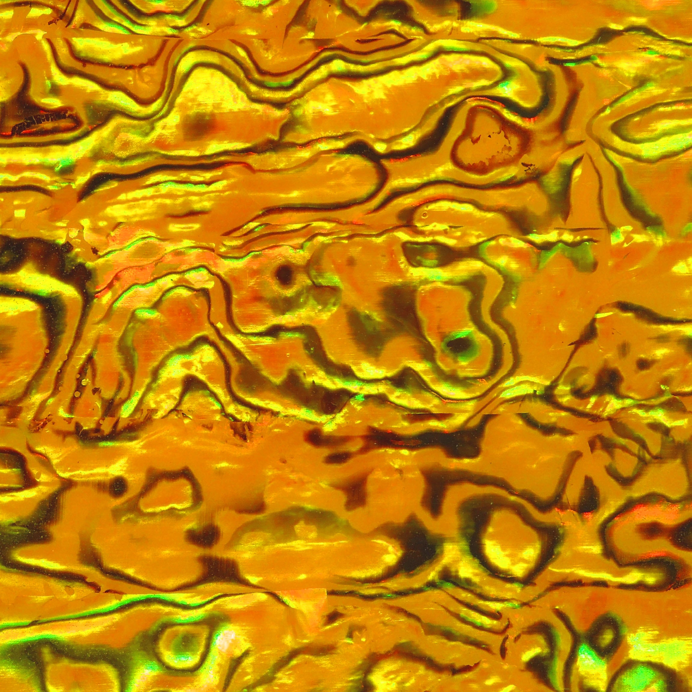 Yellow Paua Abalone Sheet