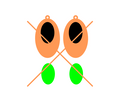 Abalone Inlay Earring File 26