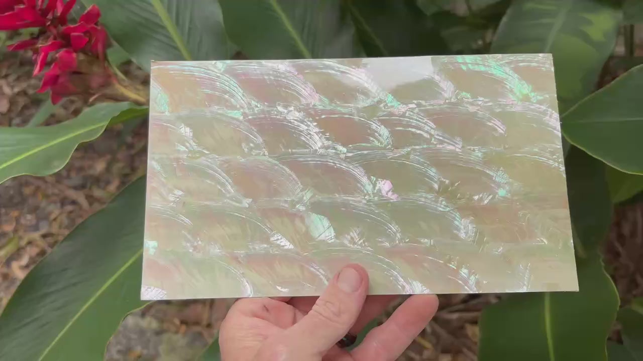 White Angel Wing Abalone Sheet