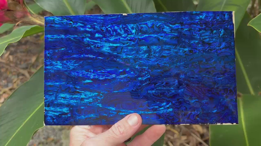 Dark Blue Paua Abalone Sheet