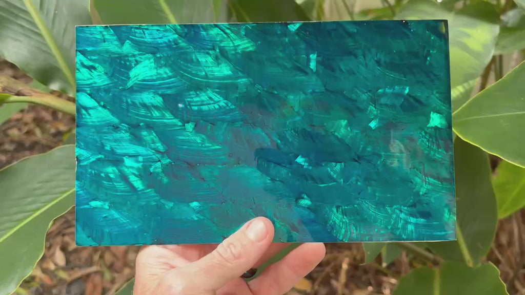 Teal Blue Angel Wing Abalone Sheet