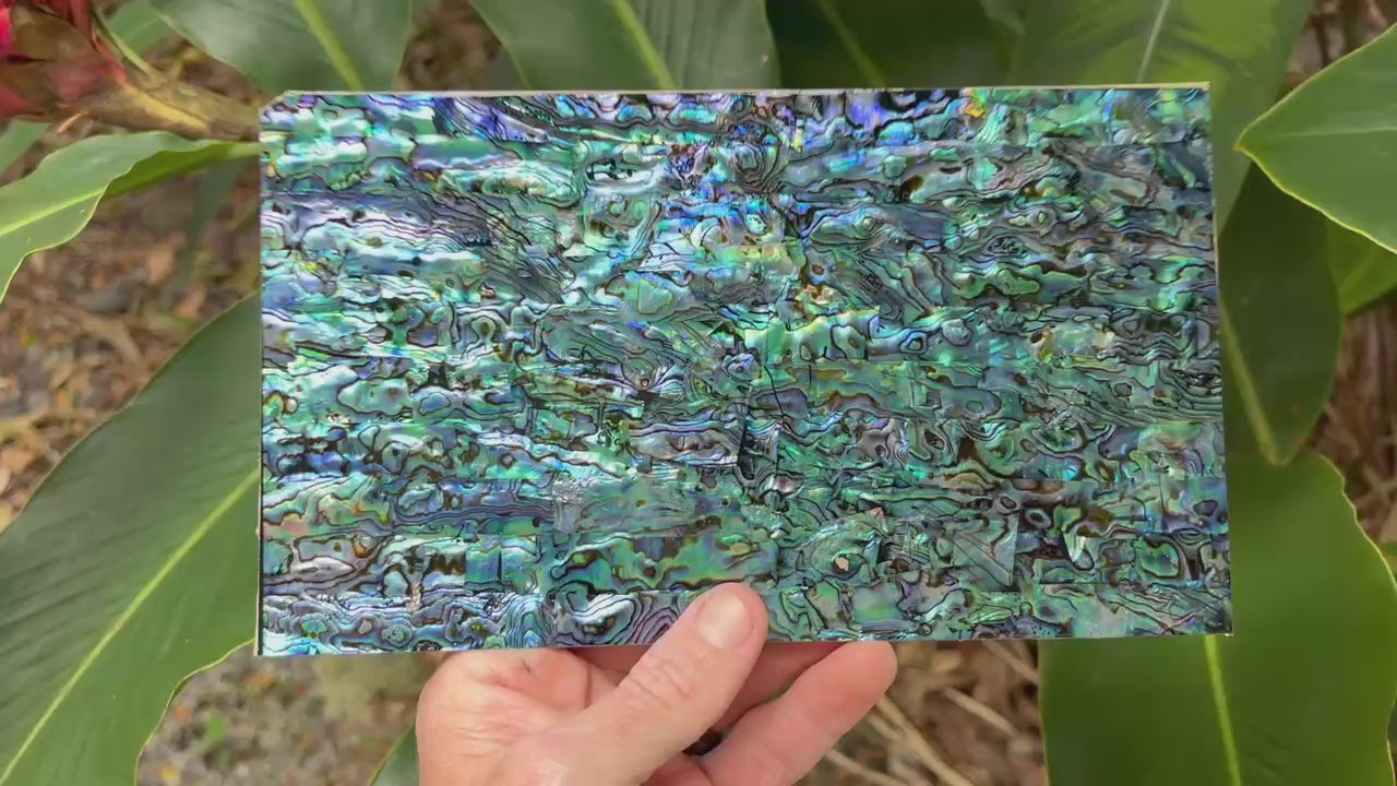 Natural Paua Abalone Sheet