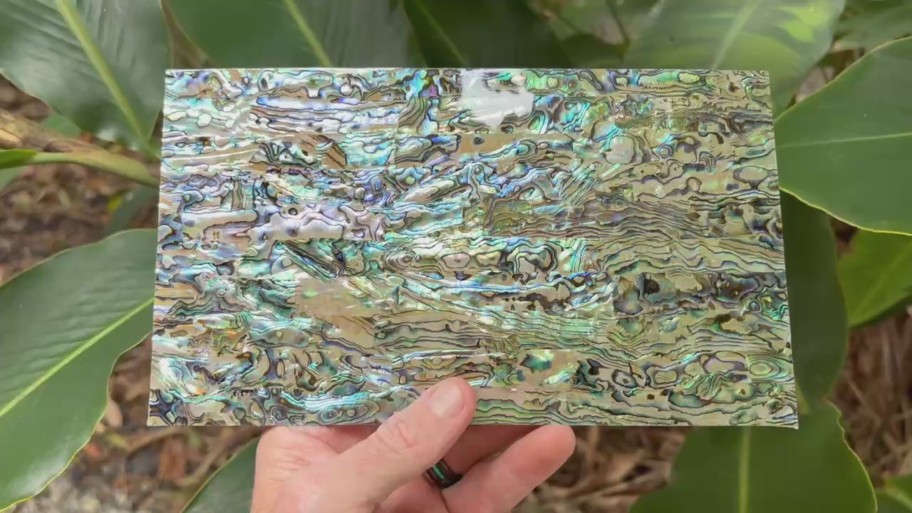 Silver Paua Abalone Sheet
