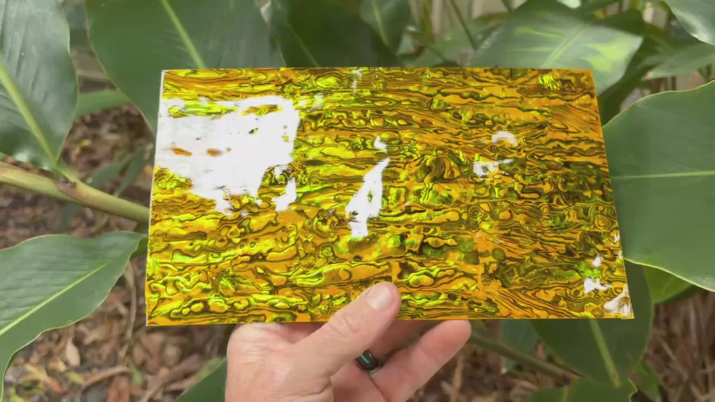 Yellow Paua Abalone Sheet