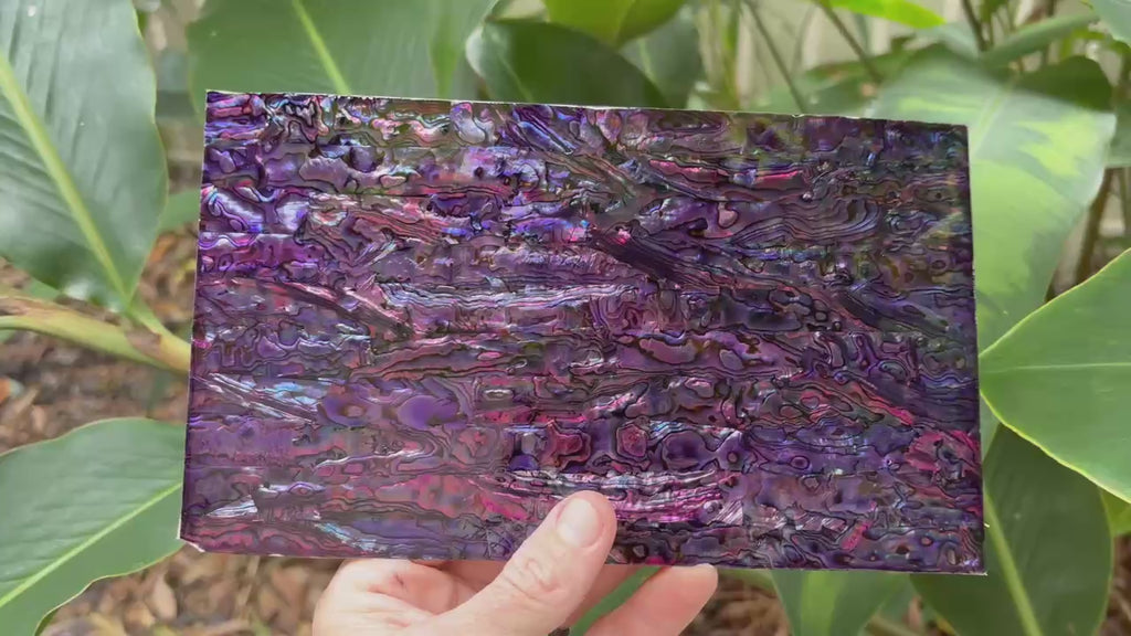 Purple Paua Abalone Sheet